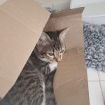 Chat dans un carton